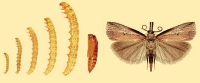 Sod webworm life stages.