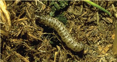 Sod webworm larva with frass.
