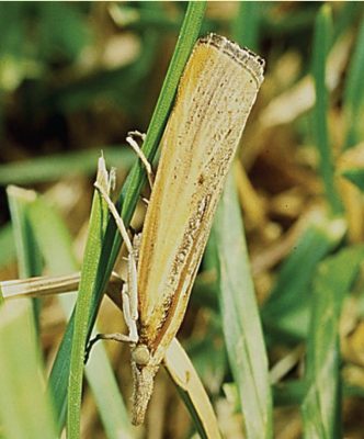 Sod webworm adult resting pointing downwards.