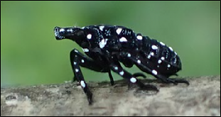 A young spotted lanternfly nymph rests on tree bark.
