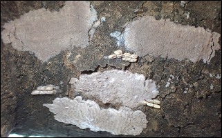 Four insect egg masses laid on a tree trunk, some with exposed eggs.