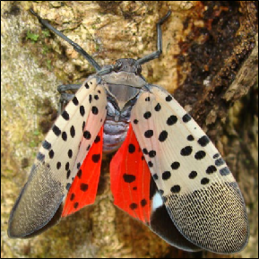 An adult spotted lanternfly with expanded wings rests on a tree trunk.