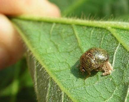 A close-up of a mottled, dark brown adult kudzu bug laying tiny, cream-colored, barrel-shaped eggs on a green soybean leaf. In the background, a human thumb and forefinger hold the leaf close to the camera.