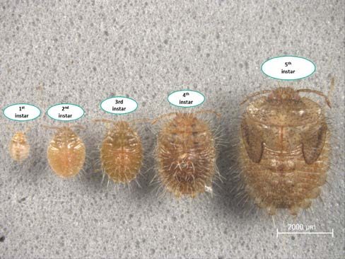 Immature life stages of kudzu bug, showing the 5 successively larger and darker brown nymphal stages a kudzu bug must grow through before molting into adulthood.