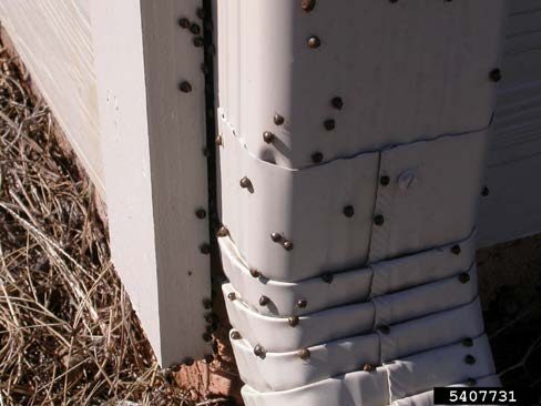 Dozens of dark brown kudzu bug adults aggregated on the exterior cladding and drain pipe of a white home.