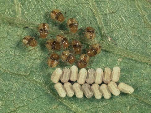 Tiny, brownish-tan kudzu bug nymphs surrounding creamy white hatched eggs, ready to feed on the endosymbiont packets.