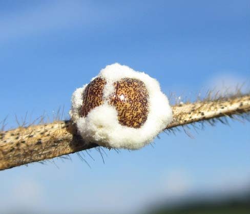A mottled kudzu bug adult infected by the fungal agent, Beauvaria bassiana, which coats the bug's exoskeleton like fluffy white cotton.