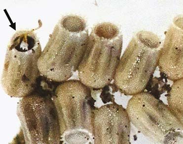 A tiny black parasitoid wasp with tan antennae emerges from the top of a barrel-shaped kudzu bug egg