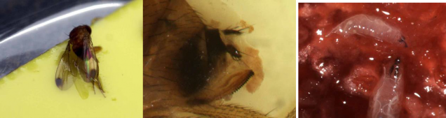 Three photos of Spotted wing drosophila. Left: Adult male spotted wing drosophila on yellow sticky trap, with black spots on tips of wings. Middle: Tip of abdomen of female spotted wing drosophila, featuring the enlarged, serrated ovipositor. Right: Spotted wing drosophila larvae feeding on the flesh of a raspberry.