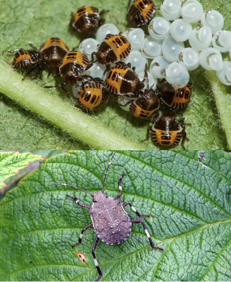 A stink bug immature laying on top of a vegetable leaf and A group of black and red immature stink bugs on a leaf right after emerging the eggs. The immatures are roaming around the sheds of the eggs   