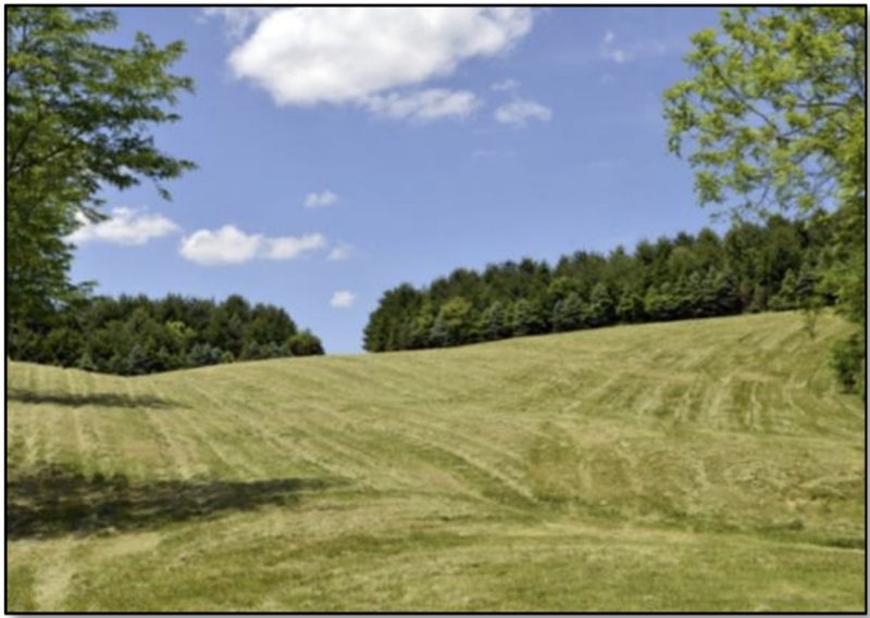 Photo shows an example of a windbreak.