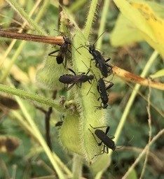 Cover for publication: Broad-Headed Bugs