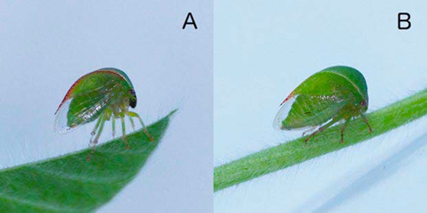 Photo depicting the differences between a male and female adult threecornered alfalfa hopper. The male has a red stripe running along its top.