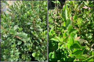 Left: Red headed flea beetle damage on hollies; Right: Red headed flea beetle damage on iteas