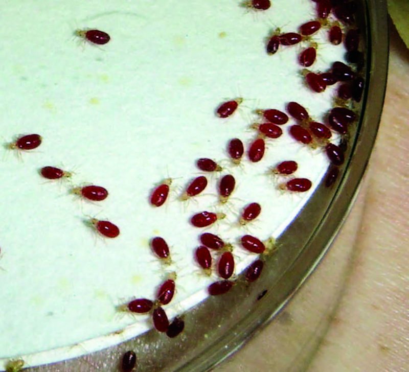 15-20 red bugs