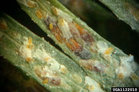 The underside of conifer needles encrusted with scale insects.