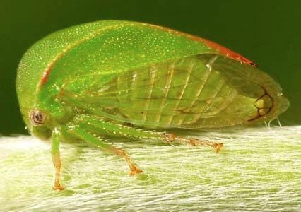 Figure 1. Adult threecornered alfalfa hopper.