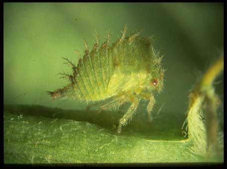 Figure 2. Threecornered alfalfa hopper nymph.