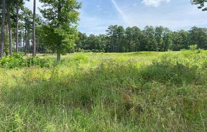 A native space with grasses, flowers and trees.