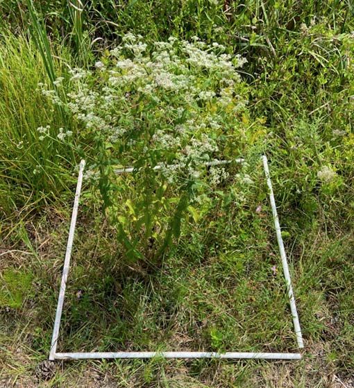  A frame around a white and green flowering plant.