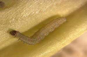  DBM neonate larva.