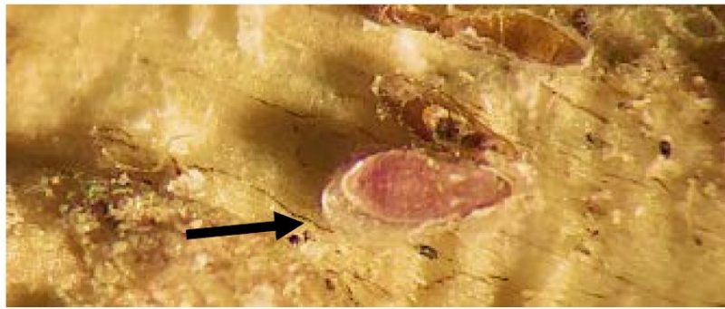 First instar flipped over with the arrow pointing to the freshly made wax around the lavender colored soft body (Mollie Wyatt, Virginia Tech).