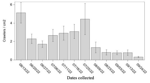  Bar graph depicting the average number ± standard error of crawlers per centimeter square captured on white electrical tapes placed at multiple infested trees near Charlottesville, Virginia, in 2022.