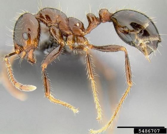 Figure 3, A side view of an adult black imported fire ant.