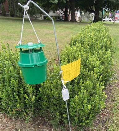 Figure 1. Adult bucket trap next to yellow sticky card and weather data logger. Photo by Alejandro Del- Pozo, Virginia Tech.‌