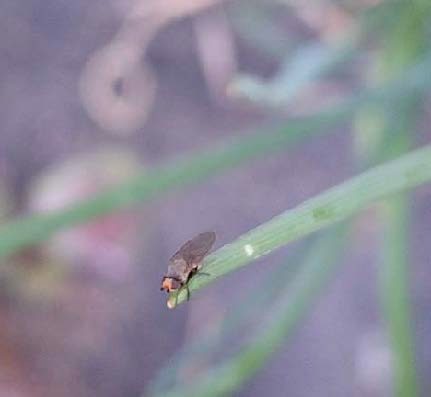 An Allium leafminer adult on a blade of grass