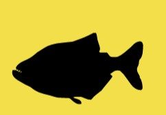 fish sketch