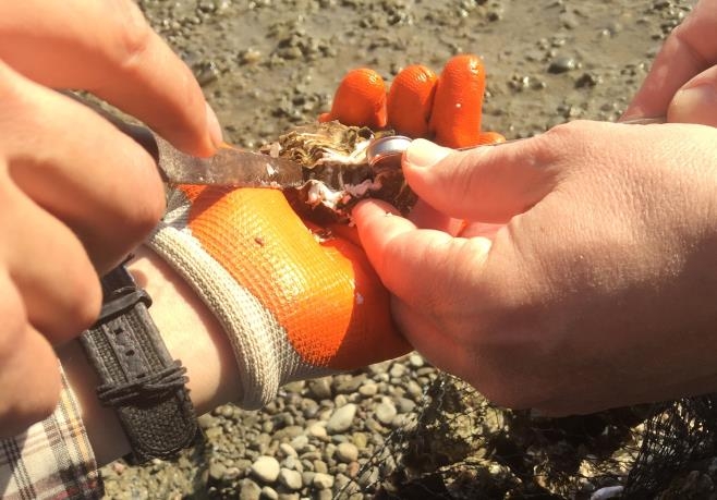 photo of holding an oyster and Inserting a Smart Button data logger 