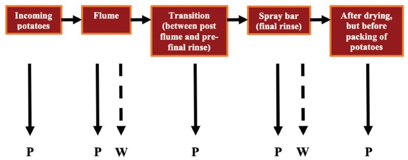 Flow chart-like diagram showing where potato and water samples were taken: incoming potatoes (potatoes only); flume (potato and water); transition between post-flume and pre-final rinse (potatoes only); spray bar final rinse (potatoes and water); and after drying but before packing (potatoes only).