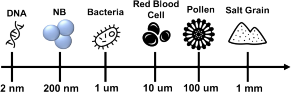 Explaining the size of the nanobubbles in comparison with DNA, Bacteria, Red Blood Cell, Pollen, and Salt grain.