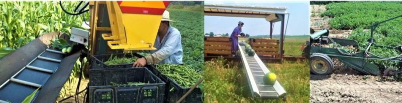 Figure 4. A series of four photos from left to right: A mechanical sweet corn harvester conveying hand-jerked corn; a large green bean harvester in which a worked is manually moving harvested beans in plastic bins; watermelons being harvested using a conveyor system where melons are moved up to a large covered trailer and placed into large bulk bins; and a mechanical potato digger harvesting potatoes.