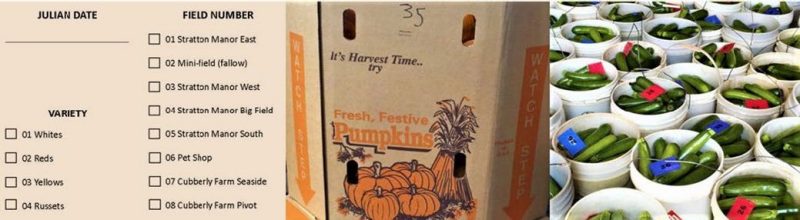 Figure 7. Three photos from left to right: a picking tracking sheet with check boxes used to note potato variety, field names, and date; a large cardboard bin with pumpkins that are hand-labeled with field number n side of box; and several 5 gallon buckets of freshly picked zucchini in which each bucket contains a laminated field number to help with traceability in the packing are after harvest.