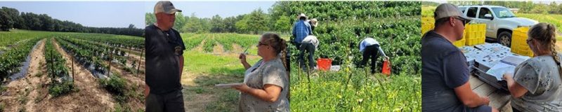 Figure 5. Four photos showing a pre-audit walkthrough including a view of a peppers growing in the field, the agent asking questions about practices, workers harvesting the peppers, and the agent pointing out farm maps that need further attention in the food safety plan.