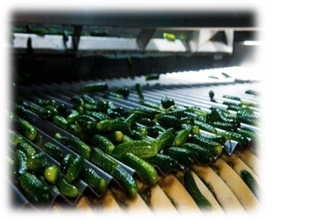 Cleaned cucumbers on a grading line.