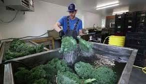 Farmer cleaning kale at wash station.