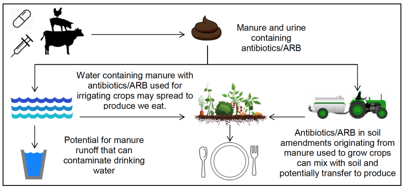 a diagram showing pathways of antibiotics and ARB from the farm to drinking water and food
