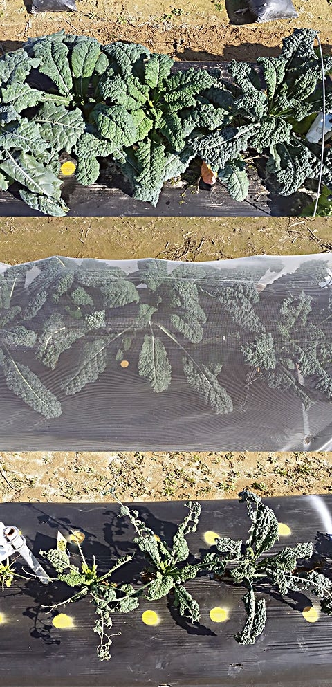 Figure 9. Differences in growth and pest-feeding injury in kale grown under low tunnels covered with row cover (top), insect net (middle), and no cover (bottom) without insecticide applications. Fall 2016. Eastern Shore AREC, Painter, Virginia.
