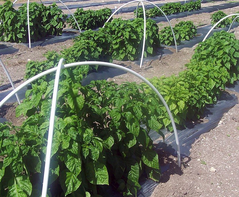 Figure 8. Growth difference in Puerto Rican sweet pepper grown under micro tunnel and open field. Summer 2007. UVI-AES, St. Croix, U.S. Virgin Islands.