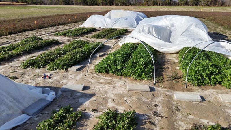 Figure 5. Growth difference and quality after a freezing event in cilantro grown under micro tunnels and open field. Winter 2015. Eastern Shore AREC, Painter, Virginia.