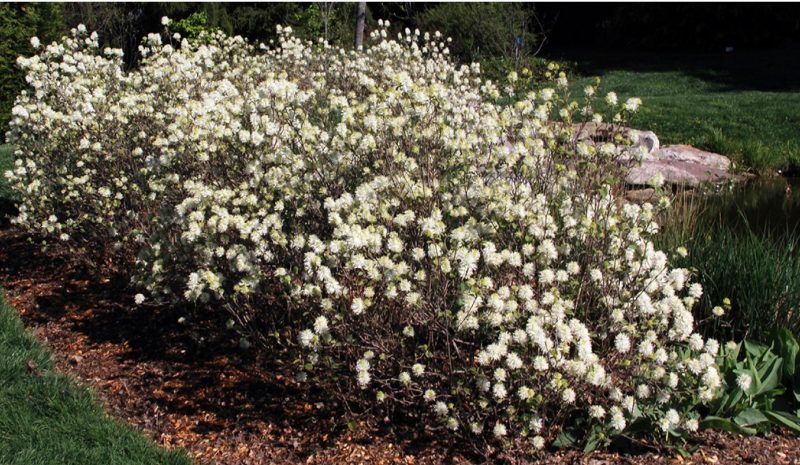 Showy flower display of Mount Airy fothergilla.