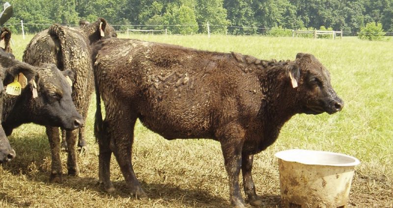 photo of Heifers on a farm