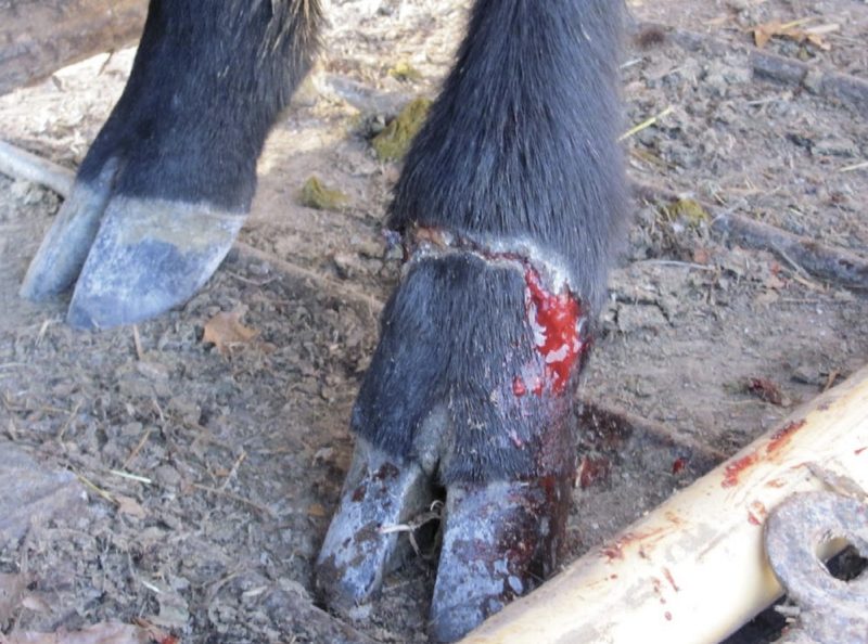 Close-up of an bleeding heifer's foot.
