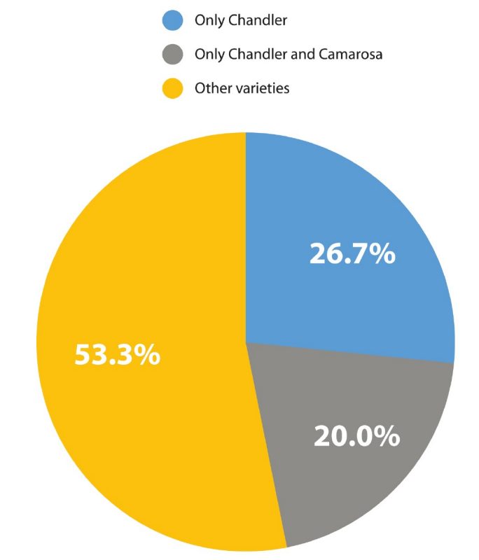 Pie chart. Twenty percent grow only Chandler and Camarosa, twenty-six point seven percent grow only chandler, and fifty-three point three percent grow other varieties.