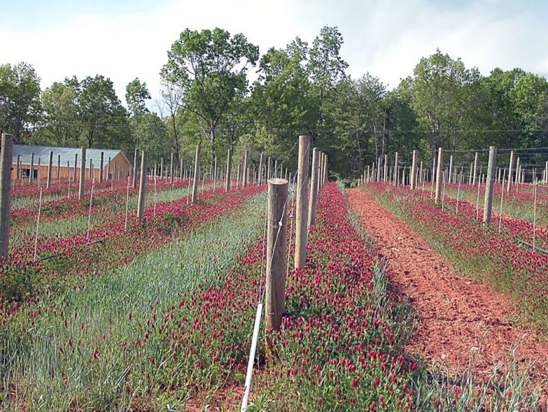 Vineyard with intrarows planted in crimson clover; its red blossoms provide a pleasing contrast against the green grasses and a brown mulch path in the interrow.