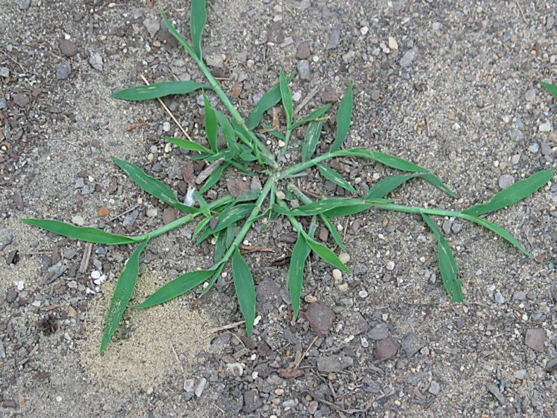 Overhead shot of crabgrass growing on bare ground.