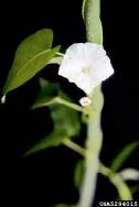 Water spinach flower and leaf. 